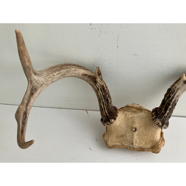Vintage White Tail Deer Antlers--6 Point For Sale - Image 4 of 4