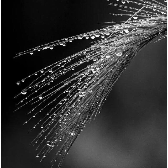 Grass - Limited edition pigment print - Limited Editions of 5 Detail of wild grass with dew, photographed at sunrise....