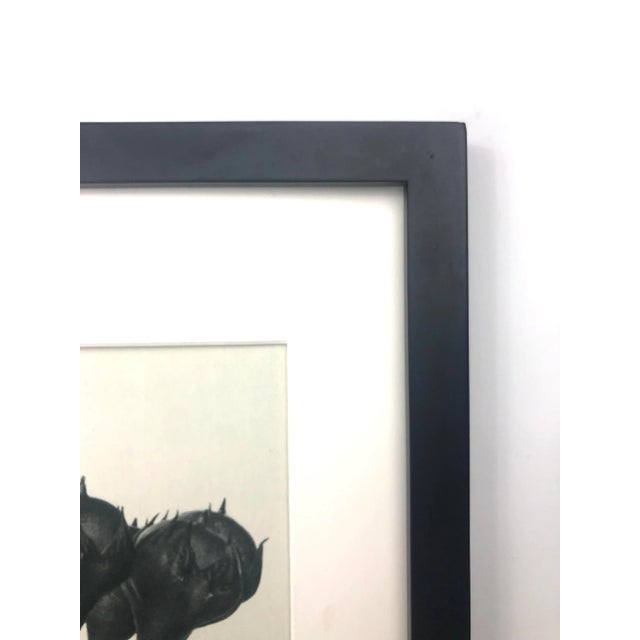 Realism Framed Antique Botanical Photogravure Blossfeldt Print - No. 23 For Sale - Image 3 of 5