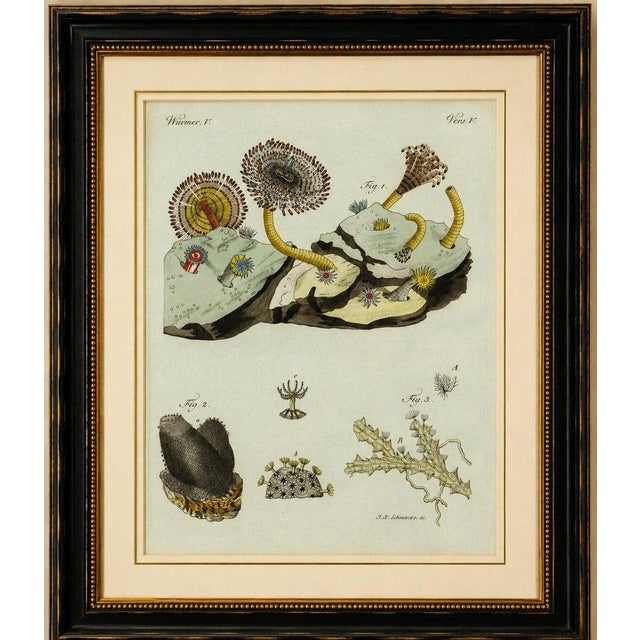 Original antique print of marine worms and polyps by bertuch, 1805 original antique hand-colored copper engraving...
