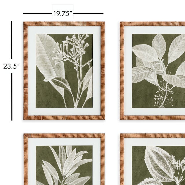 Contemporary Translucent Stem Prints, Set Of 4 For Sale - Image 3 of 3
