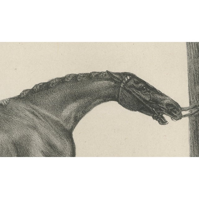 After Chalon, Muly Moloch Sporting Horse, Lithograph, 1840 For Sale - Image 7 of 9