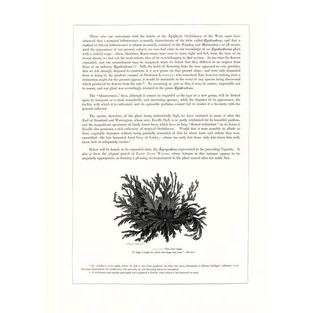 Realism Large 1973 Orchid Flower Lithograph "Epidendrum Stamfordianum" (Lord Stamford's Epidendrum) After James Bateman For Sale - Image 3 of 7