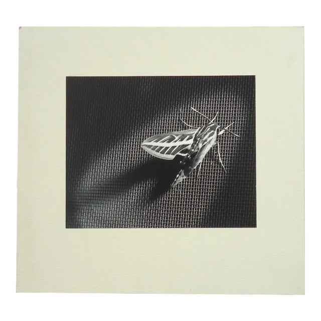 1958 Dean W Hand "Locust on Screen Door" Mid-Century Photograph For Sale