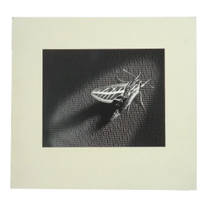 1958 Dean W Hand "Locust on Screen Door" Mid-Century Photograph