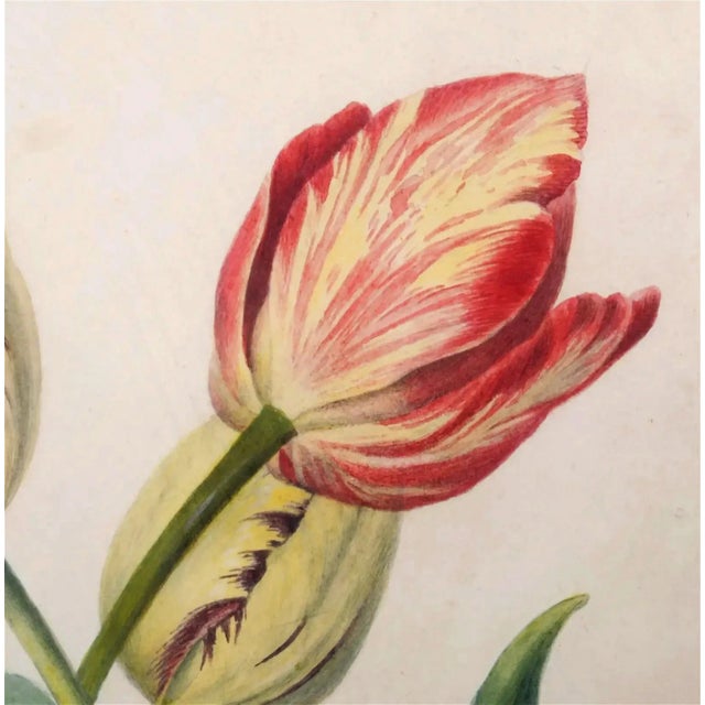 Early 19th Century Early 19th Century English Botanical Watercolor of Tulips in Reeded Giltwood Frame For Sale - Image 5 of 5