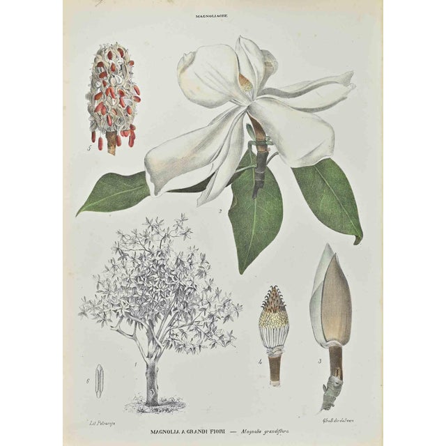 Vincenzo Tenore, Large-Flowered Magnolia, Lithograph, 1870s For Sale