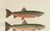 This stunning lithograph from 'Skandinaviens Fiskar' beautifully illustrates three freshwater fish species native to...
