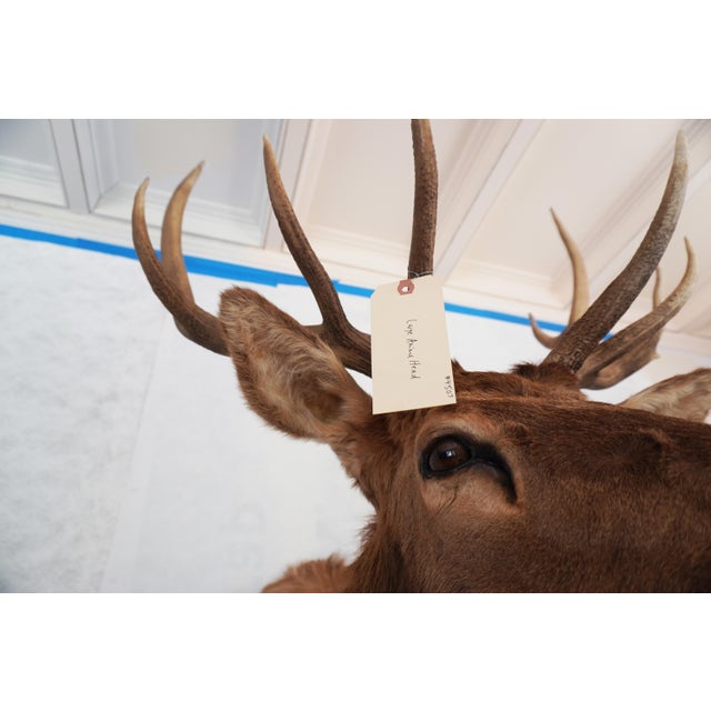 Animal Skin Elk Trophy Head & Shoulder Mount For Sale - Image 7 of 17
