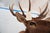 Animal Skin Elk Trophy Head & Shoulder Mount For Sale - Image 7 of 17