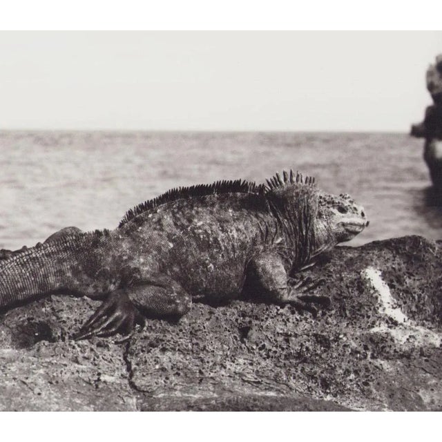 Hanna Seidel (1925 to 2005) lived and worked in Argentina for many years. She was a world traveller, journeying to South...