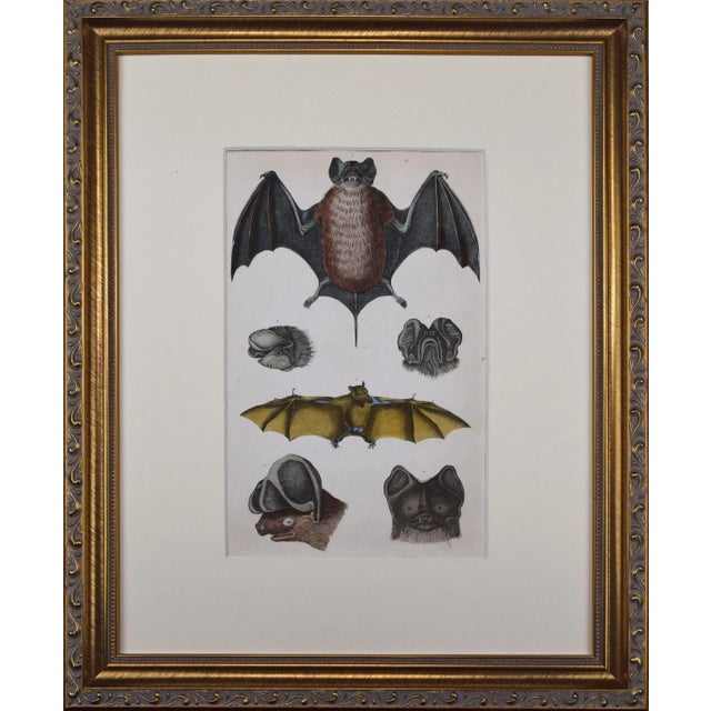 Mid 19th Century 19th Century Antique Hand Colored Bat Engraving by Goldsmith For Sale - Image 5 of 5