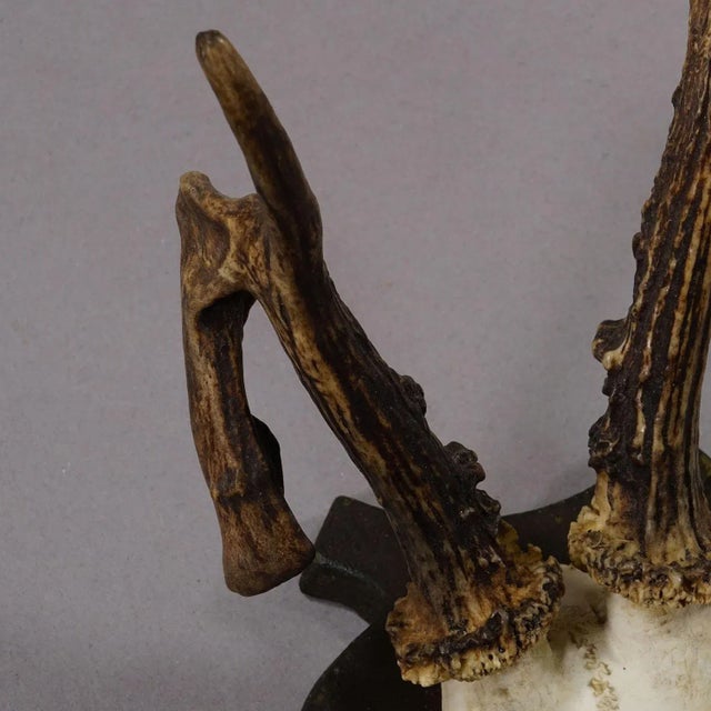 1930s Abnorm Deer Trophy on Turned Plaque, Germany Ca. 1930s For Sale - Image 5 of 7