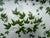 Vintage White Faux Wicker Green Ivy Vine Serving Tray For Sale - Image 9 of 18