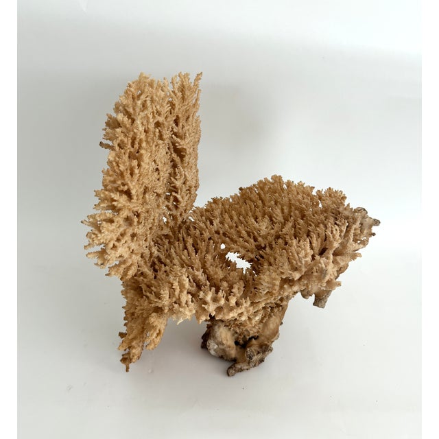 Rare Table Coral Sculpture For Sale - Image 4 of 8