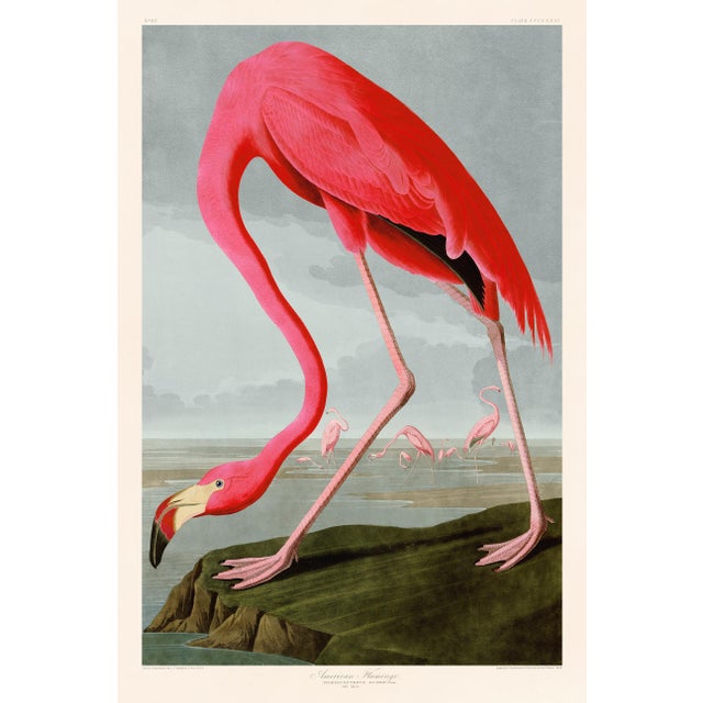 Audubon American Flamingo Giclee Reproduction 24x36 For Sale
