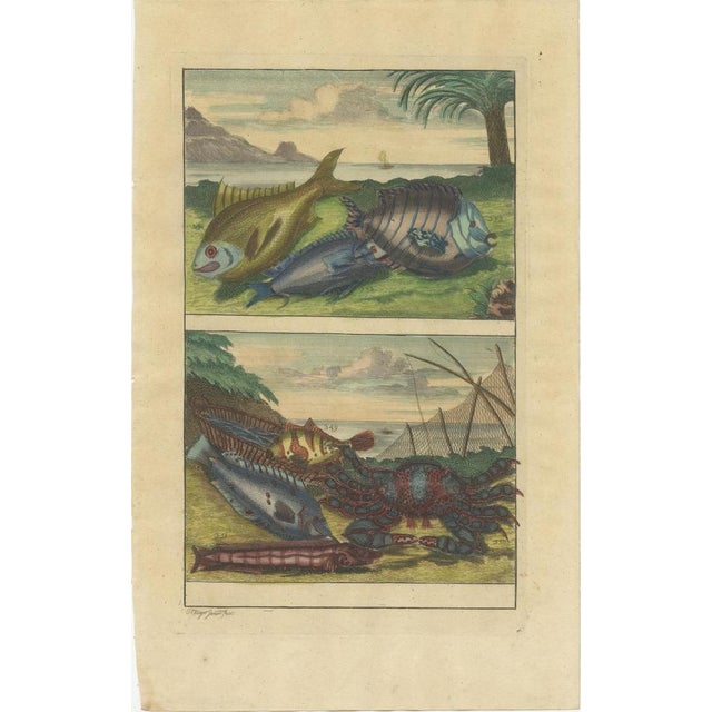 Set of two antique prints of various fishes and crustaceans. These print originate from 'Oud en Nieuw Oost-Indiën' by F....