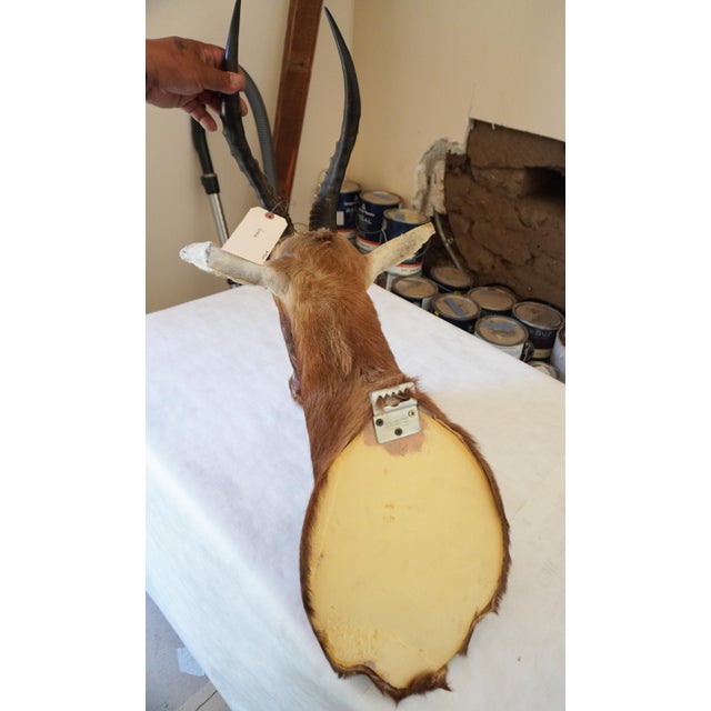Blesbok Antelope Mount Bust Head For Sale - Image 16 of 17