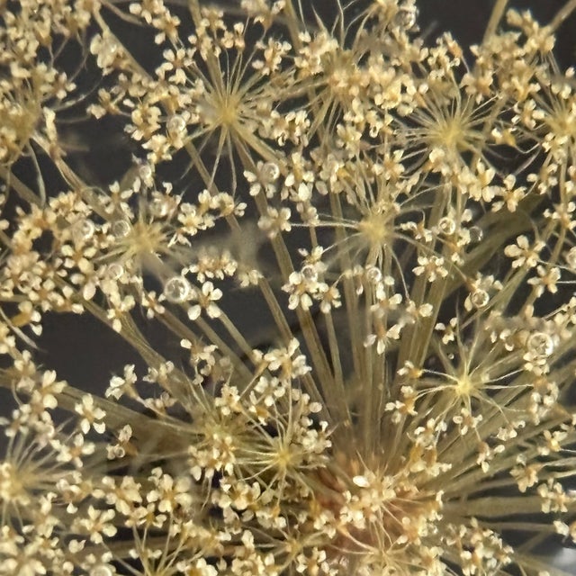 Vintage Botanical Resin Paperweight With Pressed Queen Anne's Lace For Sale - Image 16 of 17