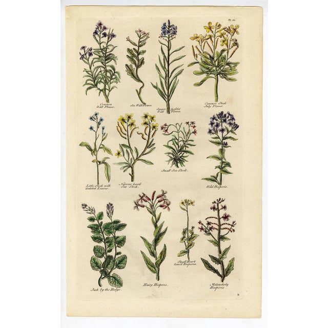 Traditional "Wall Flower, Sea Stock, Hesperis" Engraving C. 18th Century For Sale - Image 3 of 3