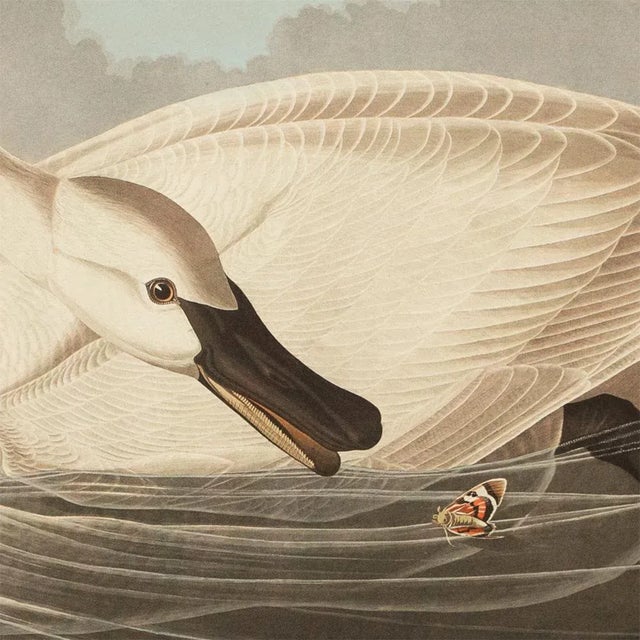John James Audubon 1990s Trumpeter Swan After Audubon, Large Cottage Style Print For Sale - Image 4 of 11