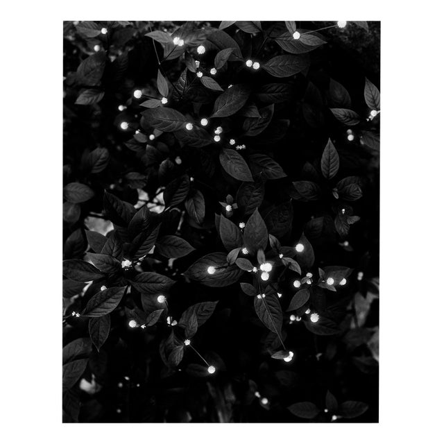 Starry Night - Black and White Floral Photography, Limited Edition of 20 2025 For Sale