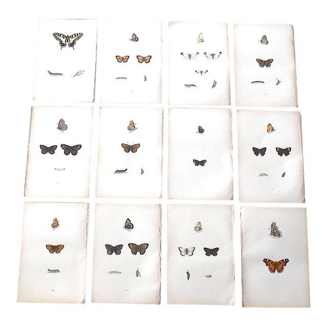 Antique 19th Century Hand Colored Butterfly Lithographs - Set of 12 For Sale