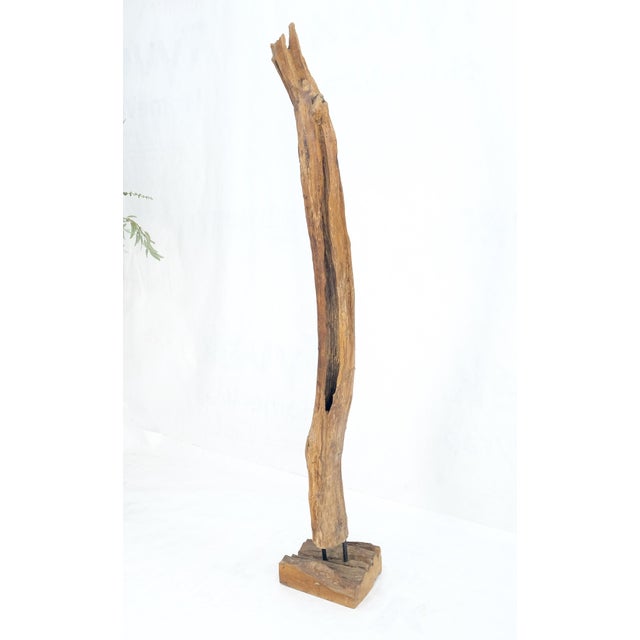 Wood Mid Century Modern 78" Tall Narrow Drift Wood Sculpture Specimen on Wooden Base For Sale - Image 7 of 9