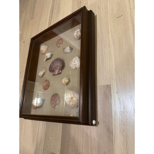 Pink Vintage Framed Seashell Shadow Box For Sale - Image 8 of 12