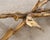 18th Century Italian Rococo Carved Giltwood Console Table For Sale - Image 14 of 18