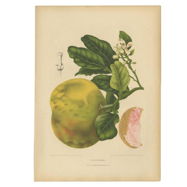 Berthe Hoola van Nooten, Grapefruit (Citrus decumana), 1880, Chromolithograph For Sale - Image 9 of 9