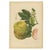 Berthe Hoola van Nooten, Grapefruit (Citrus decumana), 1880, Chromolithograph For Sale - Image 9 of 9