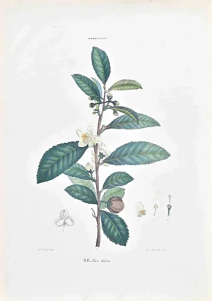 Vincenzo Tenore, The Camelliaceae, Lithograph, 1870s