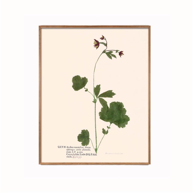 Antique Botanical Set in Oxblood - Set of 8 11" X 14" For Sale - Image 10 of 12