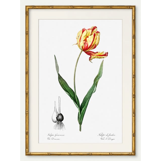 Paper Didier's Tulip by Redouté, Vintage Botanical Art Print, 36" X 48" For Sale - Image 7 of 10