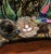 Green Pair of 19th Century French Barbotine Majolica Jardinières With Bird and Foliage For Sale - Image 8 of 16