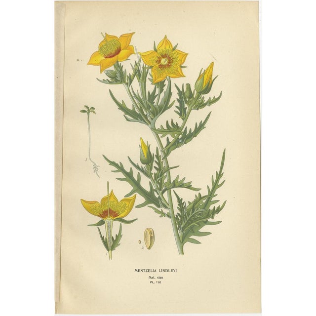 Loasa Lateritia, Mentzelia Lindleyi and Passion-Flower, 1897, Paper, Set of 3 For Sale - Image 3 of 6