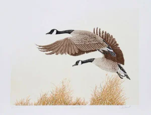 C. Forrest, "Canada Geese in Flight," Lithograph