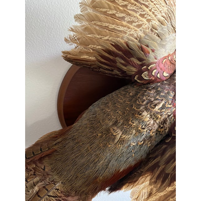Vintage 1973 Flying Ring-Necked Pheasant Taxidermy Wall Mount With Provenance Plaque For Sale In West Palm - Image 6 of 9