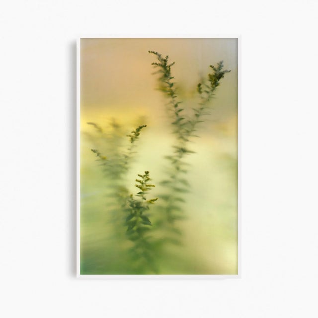 Contemporary Minimalist Nature Photography Print, 'Diffused Goldenrod' Artwork, Large 36 X 54" Fine Art Photograph For Sale - Image 3 of 7