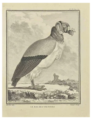 F. Hubert, Le Roi Des Vautour, Etching, 1771