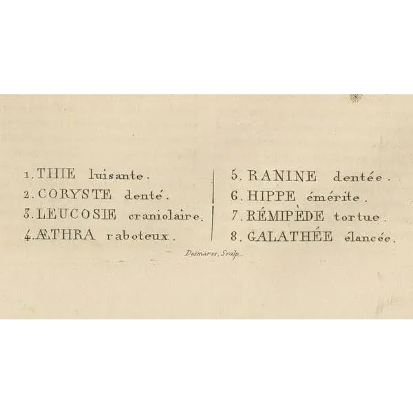 Crustacean Varieties in Drapiezs Natural Sciences Dictionary, 1845, Paper For Sale - Image 3 of 10