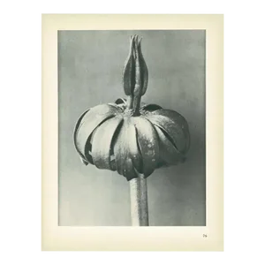 1928 White Aconite by Karl Blossfeldt, Original Period Photogravure N76