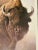 1990s Vintage Bison Study Poster by Robert Bateman 1997 For Sale - Image 5 of 10