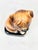 Brown Vintage 1970s Takahashi San Francisco Ceramic Shar Pei Dog Figurine Bookend - Single For Sale - Image 8 of 10