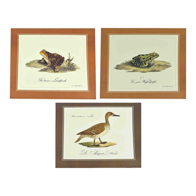 Mid 20th Century German Naturalist Illustration j.c. Susemihl Frogs and Pintail Duck Prints - Set of 3 For Sale