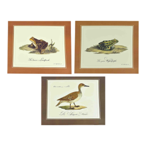 Mid 20th Century German Naturalist Illustration j.c. Susemihl Frogs and Pintail Duck Prints - Set of 3