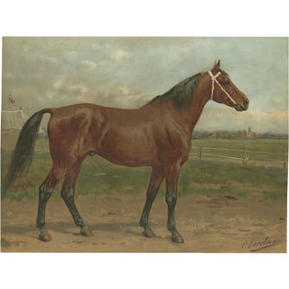 After Eerelman, East Prussian Trakehner Horse Portrait, 1898, Lithograph For Sale
