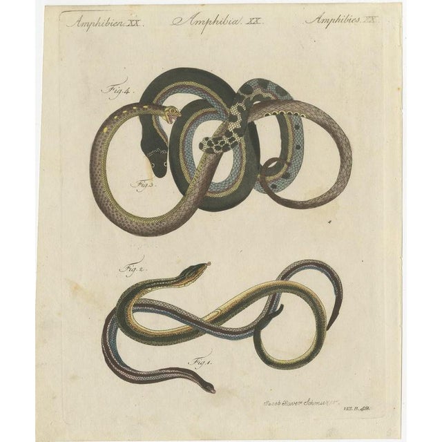 Bertuch, Four Snakes in Colourful Coils, 1805, Print For Sale - Image 3 of 12