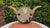 Wood Pre-War Wooden Coat Rack with Bull Horns, 1890s For Sale - Image 7 of 7